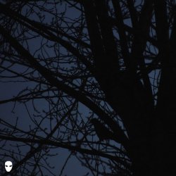 Обкладинка Pharmacist - Dreamin