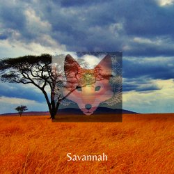 Обкладинка Savannah - Day After Day & Night