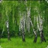 Cover Дмитрий Романов & Инна Улановская - Родные края Дмитрий Романов & Инна Улановская - Родные края