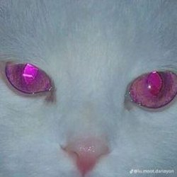 Обкладинка Salem - Rainsnow