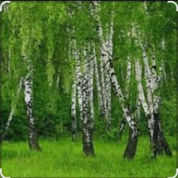 Обкладинка Дмитрий Романов & Инна Улановская - Родные края