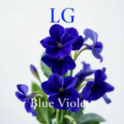 Обкладинка Lali Gordzamashvili - ლურჯი იები-Blue Violets