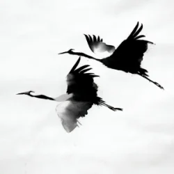 Обкладинка kavabanga Depo kolibri - Журавлі