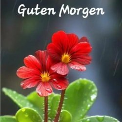 Обкладинка unknown - Guten Morgen guten tag