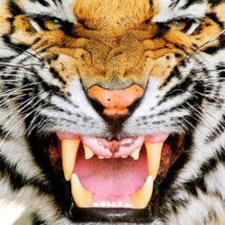 Обкладинка Ottosiderspunk - Crouching Tiger
