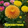 Нейросеть — Хризантема