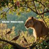Обкладинка Dolby D&G - Wildness and life Dolby D&G - Wildness and life
