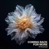 Обкладинка ViTaLiKuS - Coming Back for More ViTaLiKuS - Coming Back for More