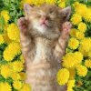 Обкладинка Bronis AI - Уснул мой котёнок Bronis AI - Уснул мой котёнок