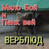 Обкладинка Мило Бой - " верблюд " Мило Бой - " верблюд "