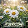 Обкладинка Vasilii CECEGOV & Atom - О, Маргаритка Vasilii CECEGOV & Atom - О, Маргаритка