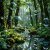 Cover MihaNGro - Magic Forest
