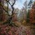 Обкладинка MusicOnlineUA - Autumn, autumn ( English Version)